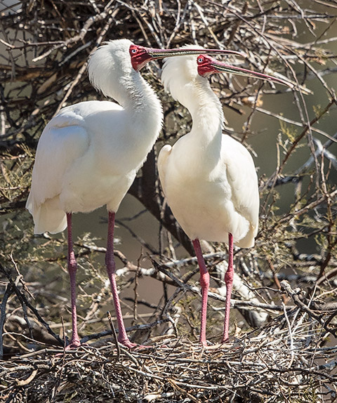 African Spoonbill